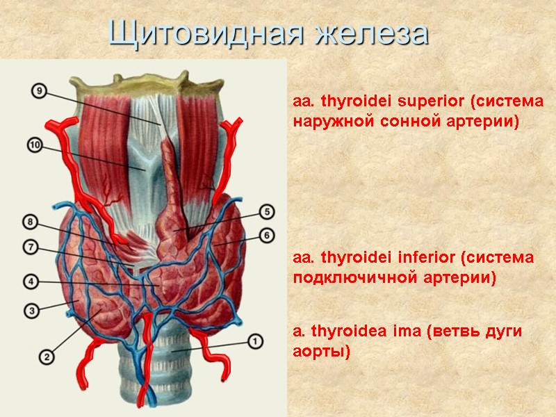Щитовидная железа aa. thyroidei superior (система наружной сонной артерии) aa. thyroidei inferior (система подключичной